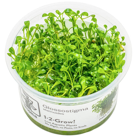 Glossostigma elatinoides Nr.81-2-Grow!
