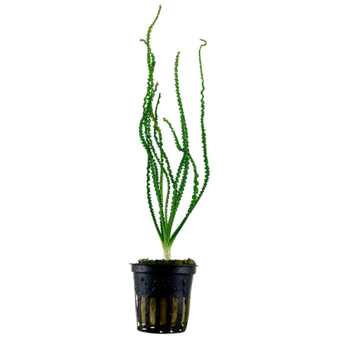 Crinum Calamistratum Nr.9