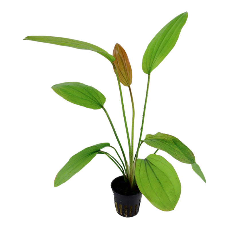 Echinodorus 'Rosé' Nr.8 ca. 25-40 cm