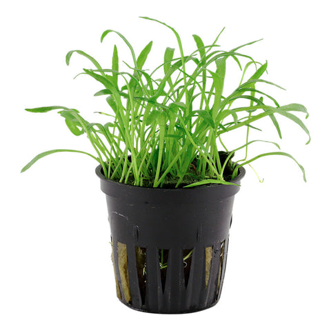 Lilaeopsis brasiliensis Nr.6 potte