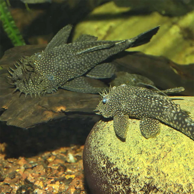 Pronovo Pleco skægfisk tabl. XL 1000 ml