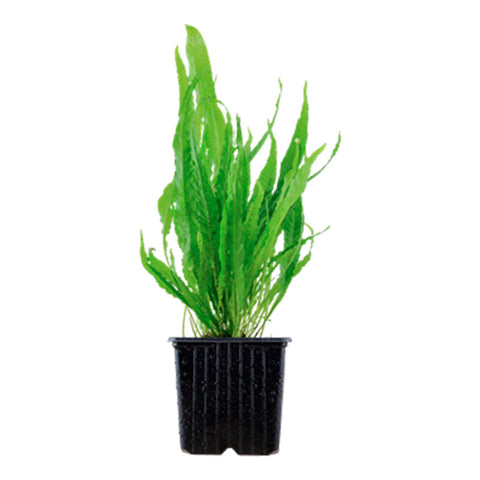 Microsorum pteropus Nr.12 ca. 15-30 cm XL potte