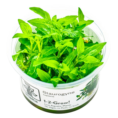 Staurogyne repens Nr.8ca. 3-10 cm