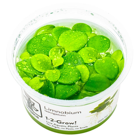 Limnobium laevigatum Nr.8